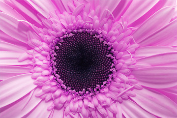 Image showing Pink flower