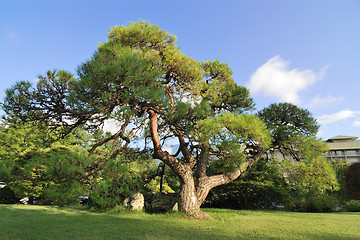 Image showing scenic pine tree