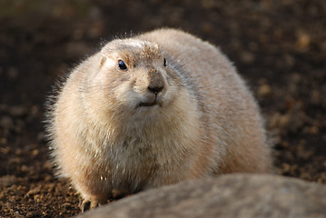 Image showing prairie dog