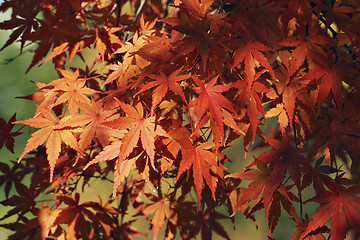 Image showing autumnal maple leafs