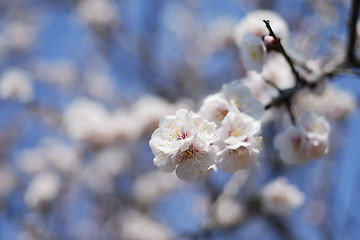 Image showing blossom cherry
