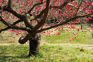 Image showing blossom plum tree