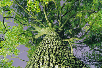 Image showing giant camphor tree