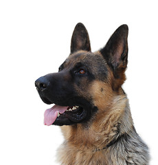 Image showing German shepherd dog