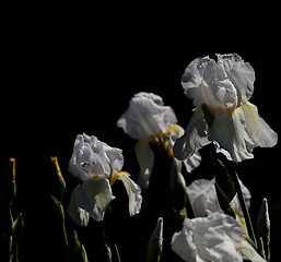 Image showing White irises with buds