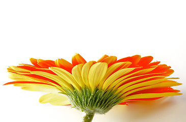 Image showing Orange Gerbera with Water Droplets  