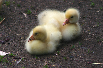 Image showing Goslings