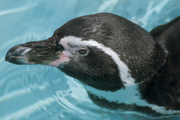 Image showing Magellanic Penguin