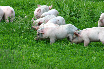 Image showing Piglets