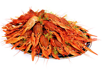 Image showing Crayfish cooked in dill arranged on a tray