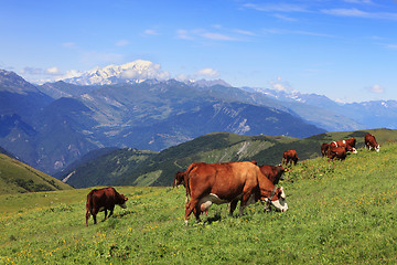 Image showing Cows grazing