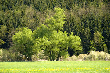 Image showing Springtime tree