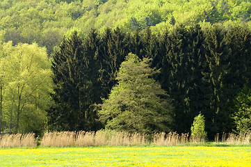 Image showing Springtime trees