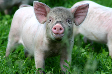 Image showing Piglet