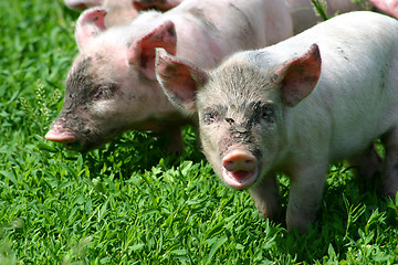 Image showing Piglets