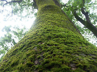 Image showing Green bridge to the sky