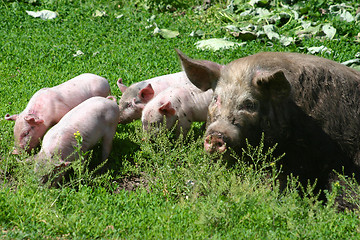 Image showing Pig with piglets