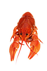 Image showing Crayfish