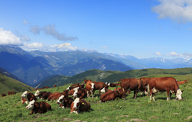 Image showing Cows grazing