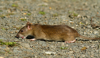 Image showing Brown rat
