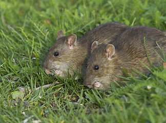 Image showing Brown rat