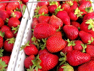 Image showing Boxes of fresh picked strawberries