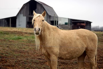 Image showing Palomenio horse and barn