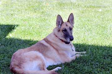 Image showing Beautiful German Sheppard dog outside