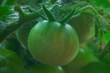 Image showing Green tomatoes