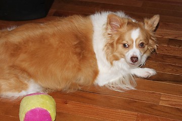 Image showing Beautiful small dog looking at his ball to play