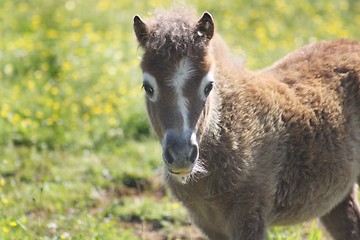 Image showing Beautiful colt