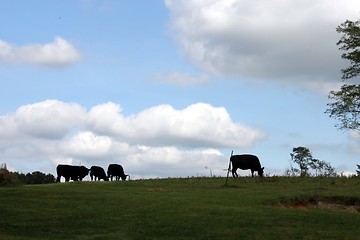 Image showing Cows on the hill agaist tge sky