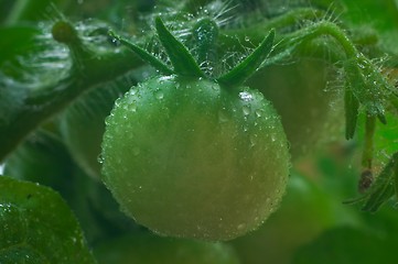 Image showing Green tomatoes