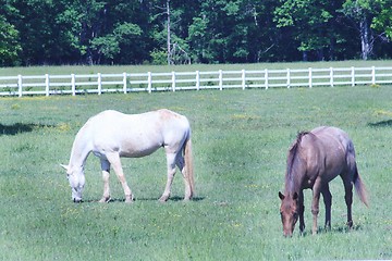 Image showing Two horses grazing in the field