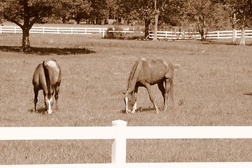 Image showing Two horses grazing in the field in sepia