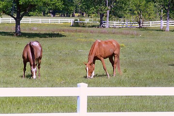 Image showing Two horses grazing in the field