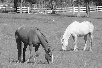 Image showing Two horses grazing