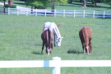 Image showing Horses in the pasture