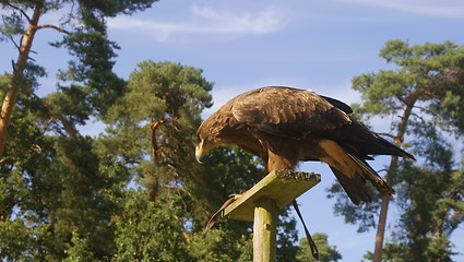 Image showing Adler