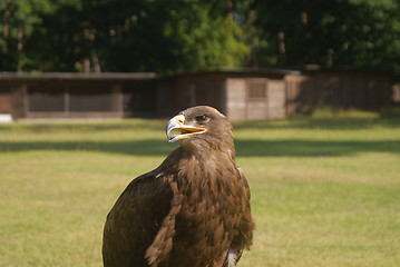 Image showing Adler