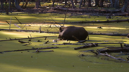 Image showing Wildschwein