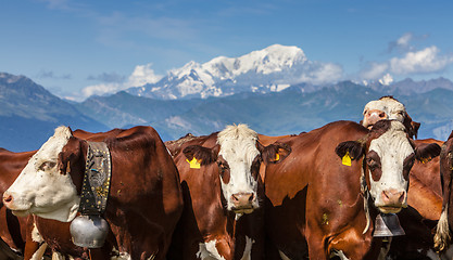 Image showing Portrait of Cows
