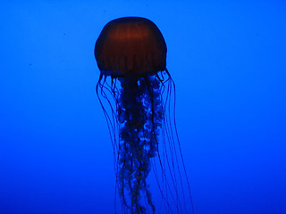 Image showing Jellyfish