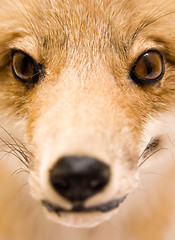 Image showing Stuffed Fox (Close View)