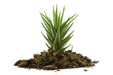 Image showing Succulent grows from the soil