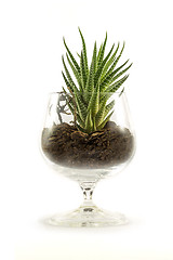Image showing Succulent in a beaker filled with soil