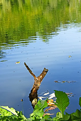 Image showing Wooden slingshot in water