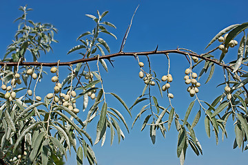 Image showing Branch of wild olive trees