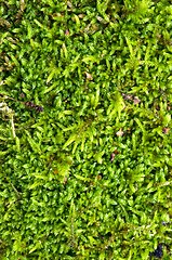 Image showing Macro detail of forest moss floor natural ground. 