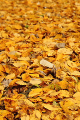 Image showing color autumn leaves